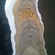 Layers within the Indian stalagmite that defines the beginning of the Late Holocene Meghalayan Age, 4,200 years ago.